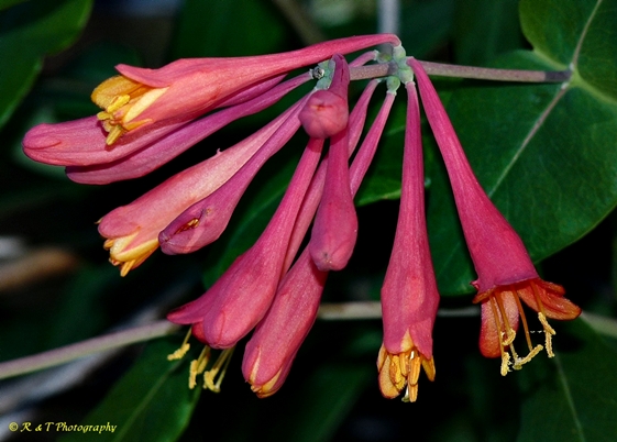 {Lonicera sempervirens}